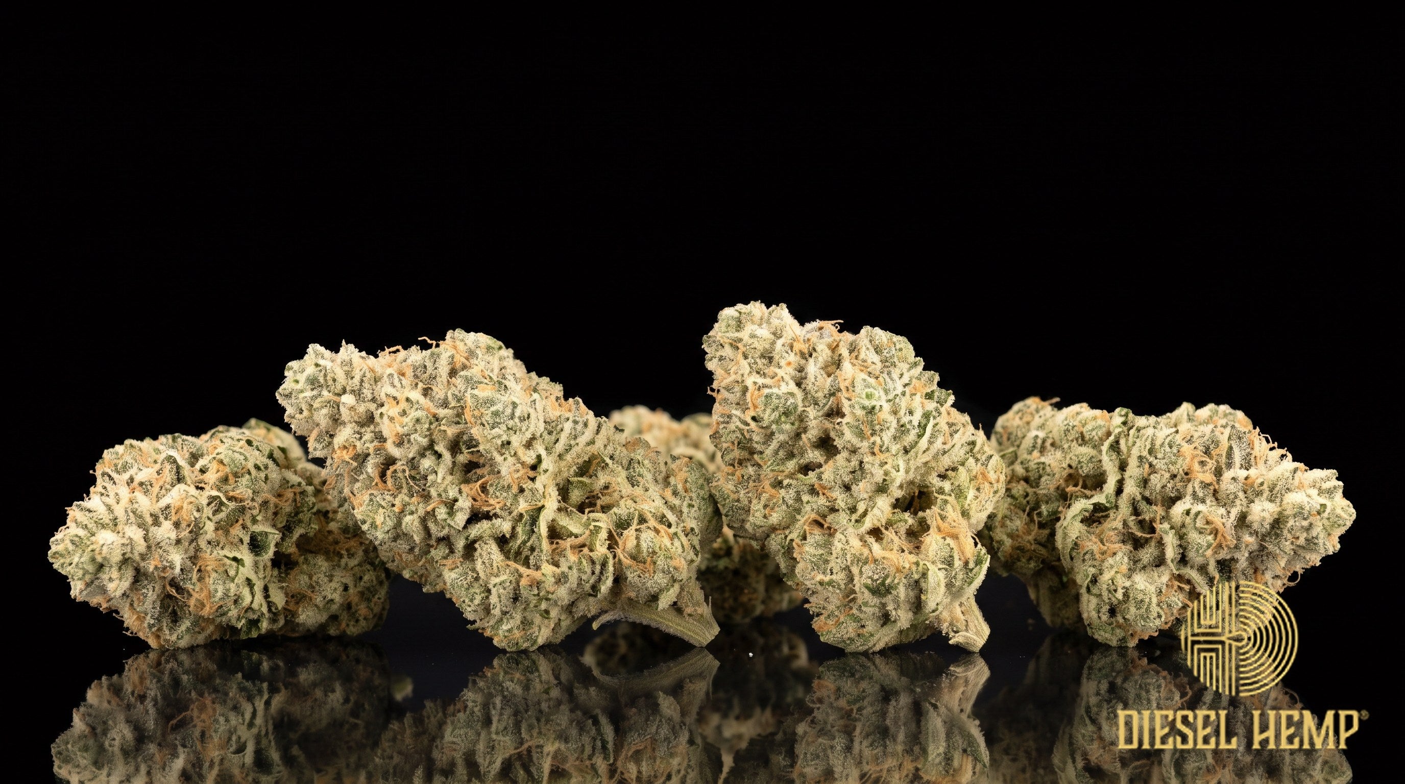 Sub Zero strain cannabis buds in deep purple and green under a thick white trichome frost on a black background | Diesel Hemp