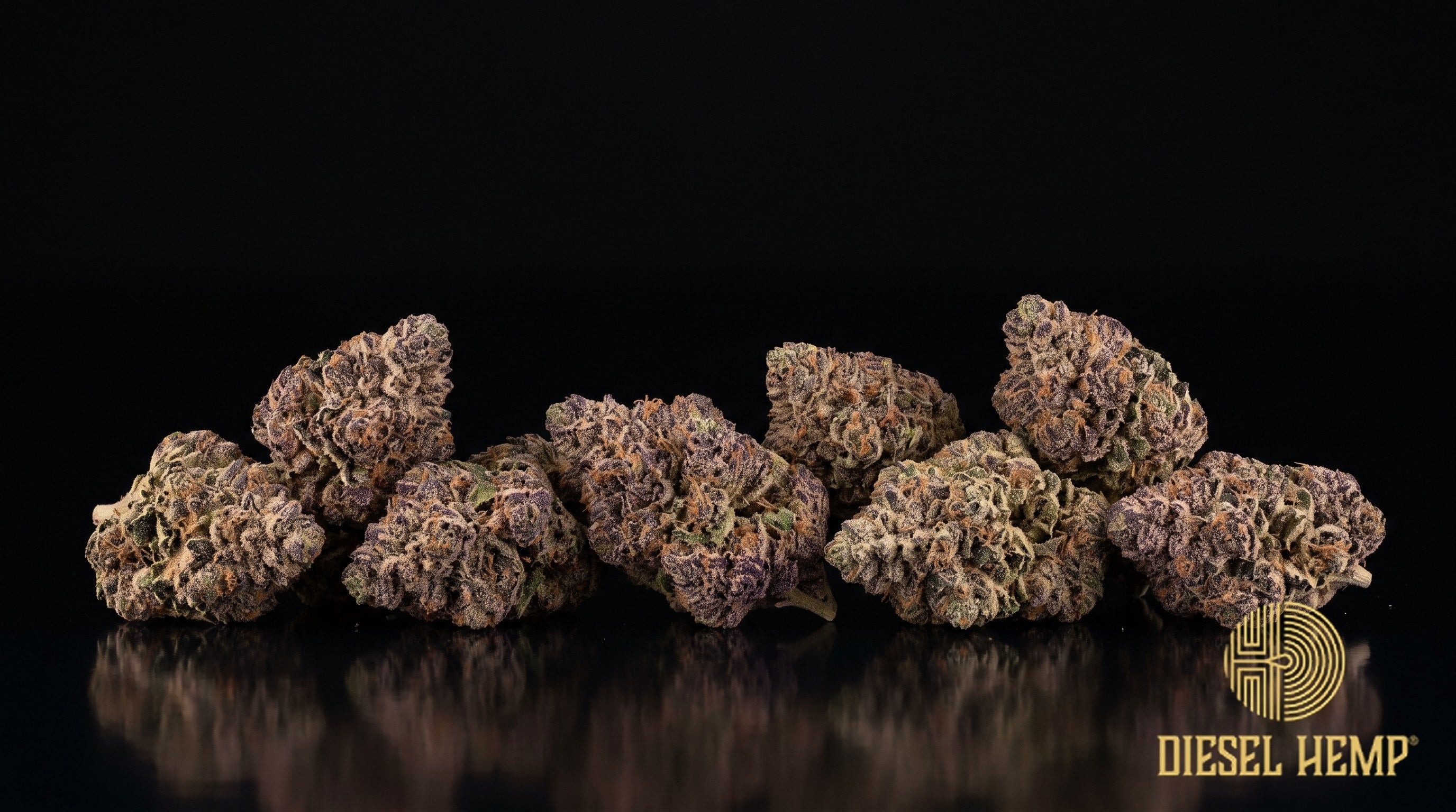 Sundae Driver strain cannabis buds in lime green with deep purple flecks, orange pistils and a heavy trichome frost on a black background | Diesel Hemp
