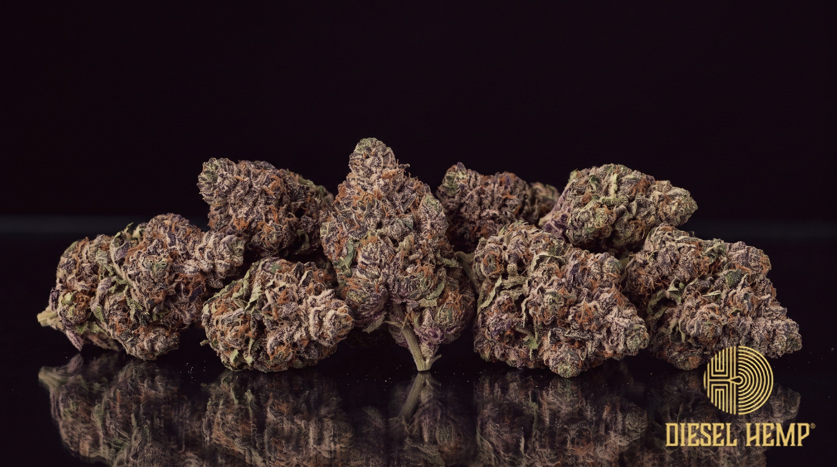Super Buff Cherry strain cannabis buds in deep purple, pink and lime green with rust-orange pistils and a heavy trichome frost on a black background | Diesel Hemp