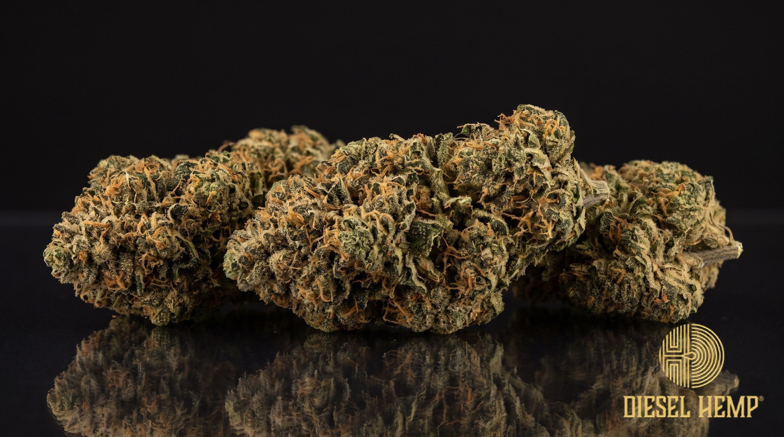 Super Glue strain cannabis buds, dense forest-green nugs with orange pistils and a heavy sticky trichome frost on a black background | Diesel Hemp