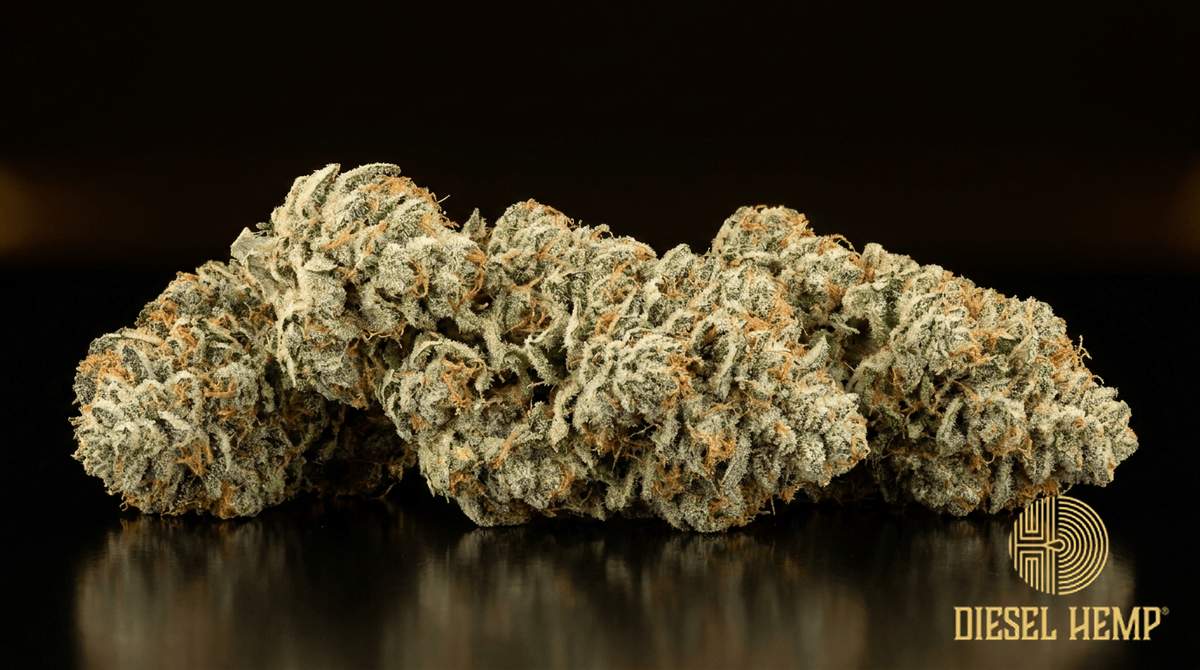 Super Silver Haze cannabis flower buds on black background — frosty silvery light-green nugs with orange hairs | Diesel Hemp