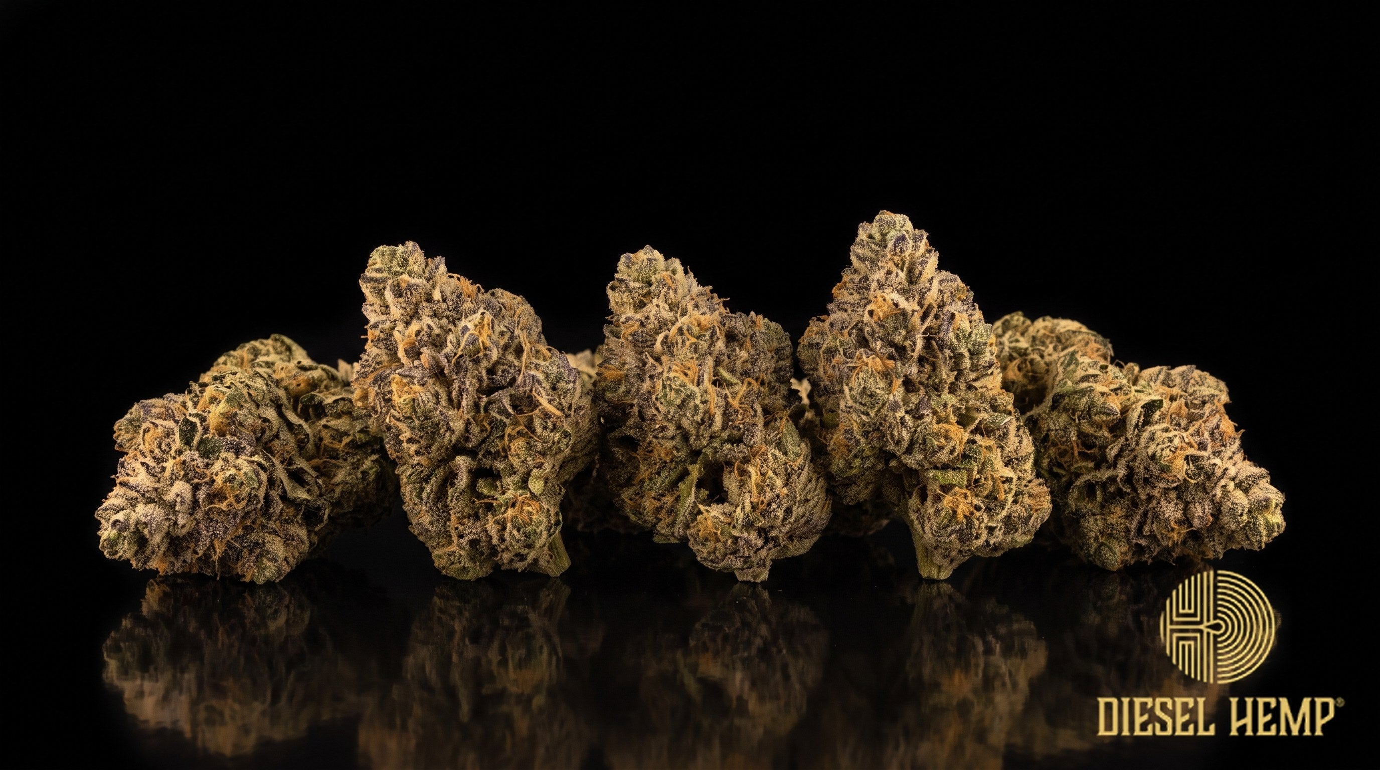 Triple Burger strain cannabis buds in bright green with purple undertones, orange pistils and a heavy milky trichome coat on a black background | Diesel Hemp