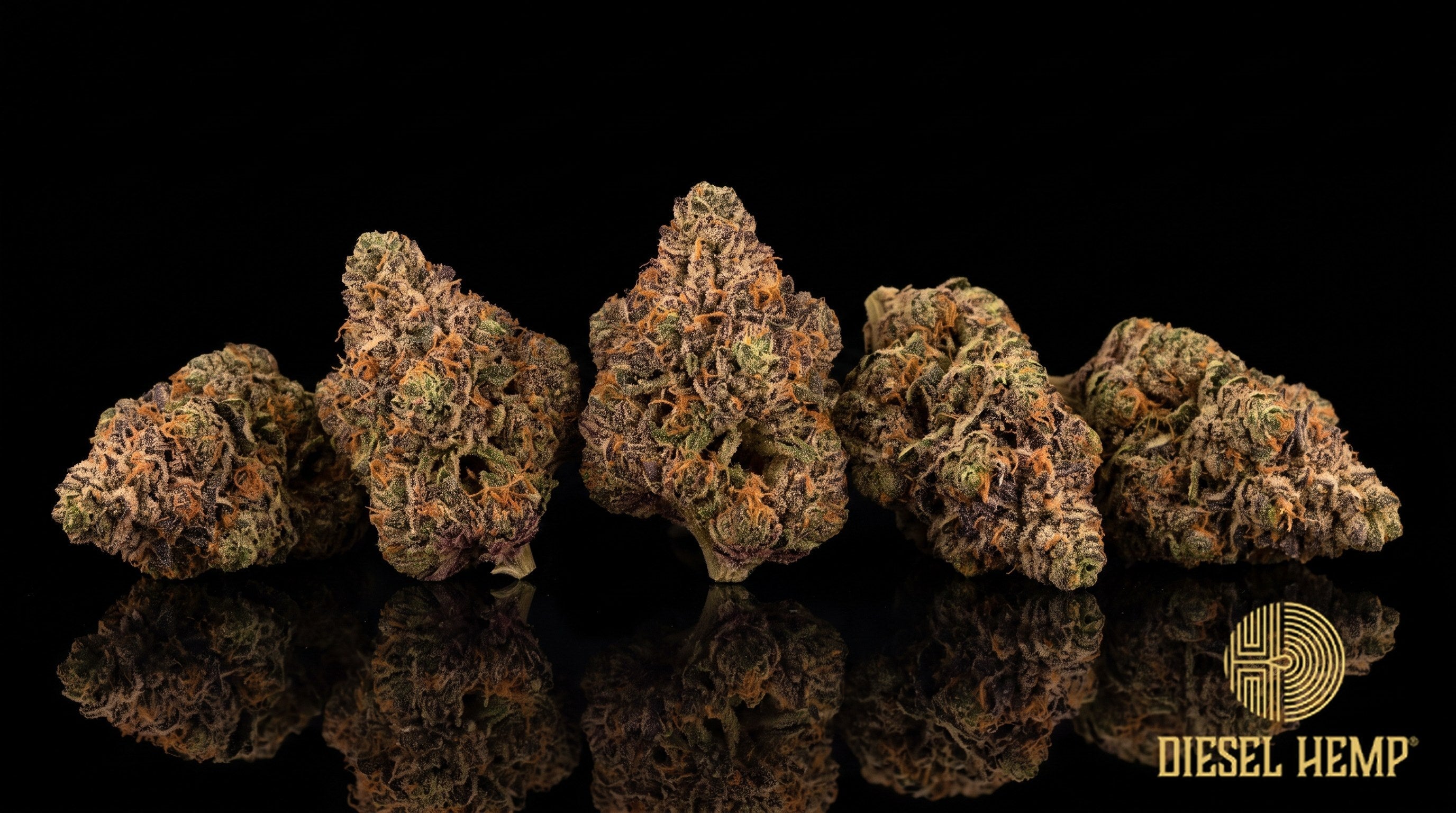 Tropicana Cherry strain cannabis buds, forest green with deep purple and maroon undertones, amber pistils and frosty trichomes on a black background | Diesel Hemp