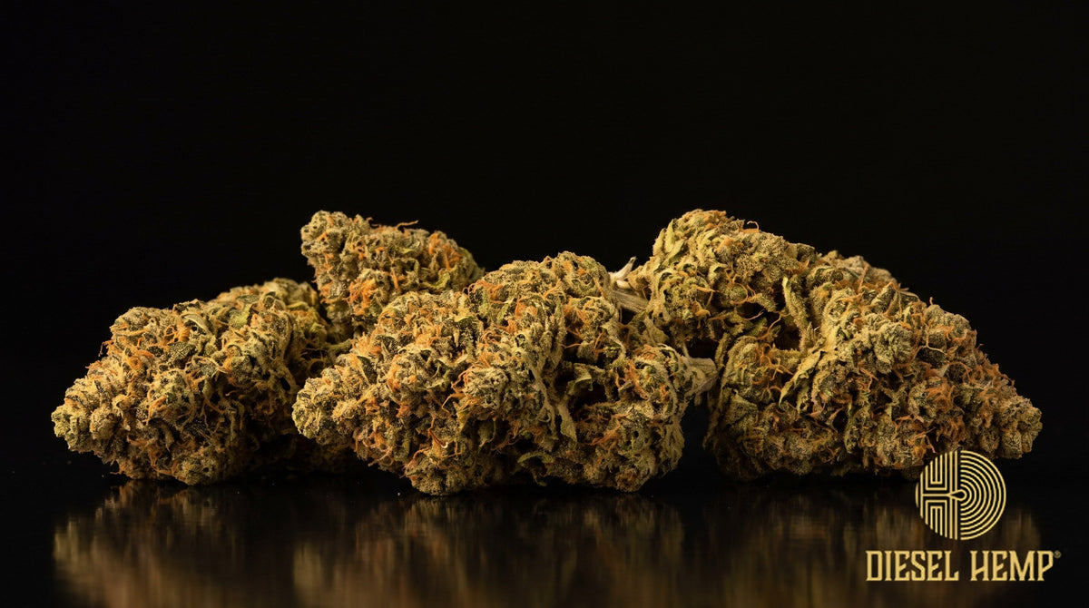 UK Cheese strain cannabis buds, dense lime-green nugs with orange pistils and a heavy trichome frost, on a black background | Diesel Hemp