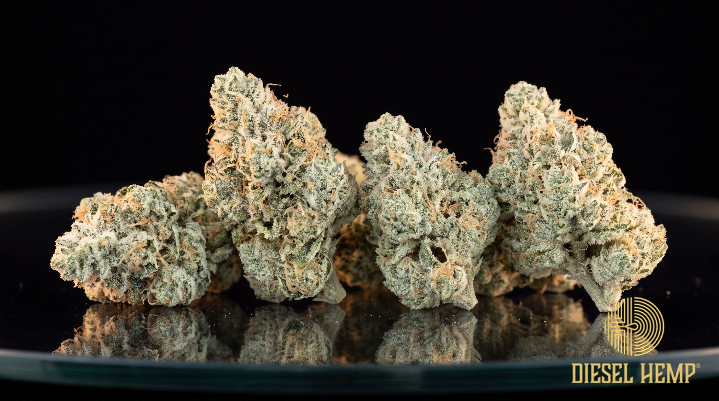 Vanilla Frosting strain cannabis buds in olive green with purple undertones, thin amber pistils and a heavy white trichome frost on a black background | Diesel Hemp