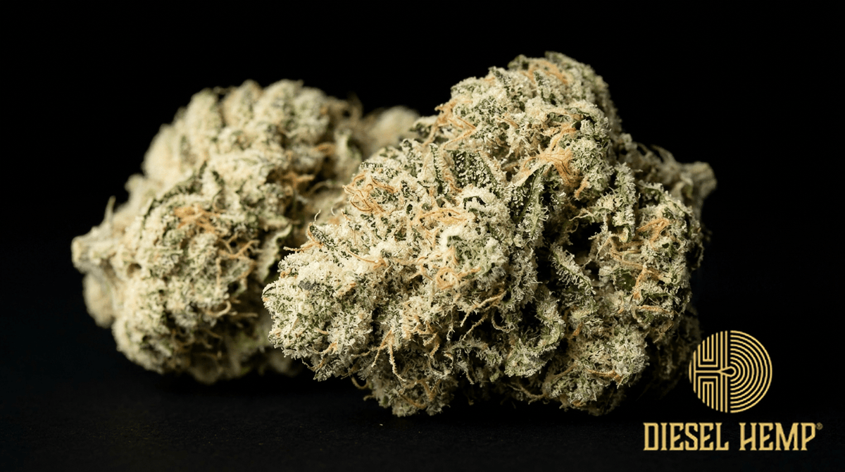 Vanilla Kush strain cannabis flower on black background — light cream-green compact kush buds with soft vanilla-white tones and moderate-heavy trichome coating | Diesel Hemp