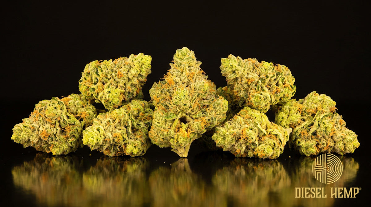 Warheads strain cannabis buds in bright green with fiery orange pistils and a heavy frost of trichomes on a black background | Diesel Hemp