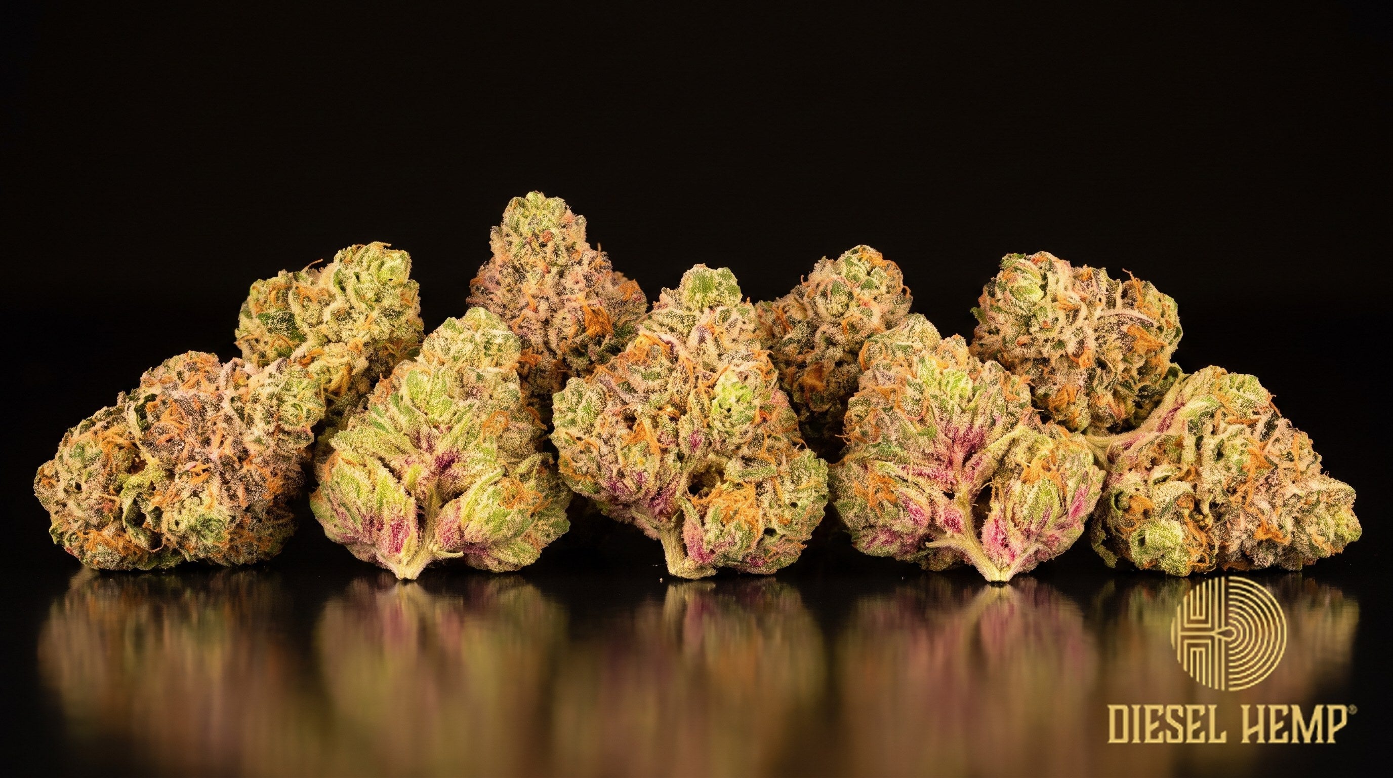 Watermelon Z strain cannabis buds in dark olive green with purple undertones, orange pistils and heavy trichome frost on a black background | Diesel Hemp