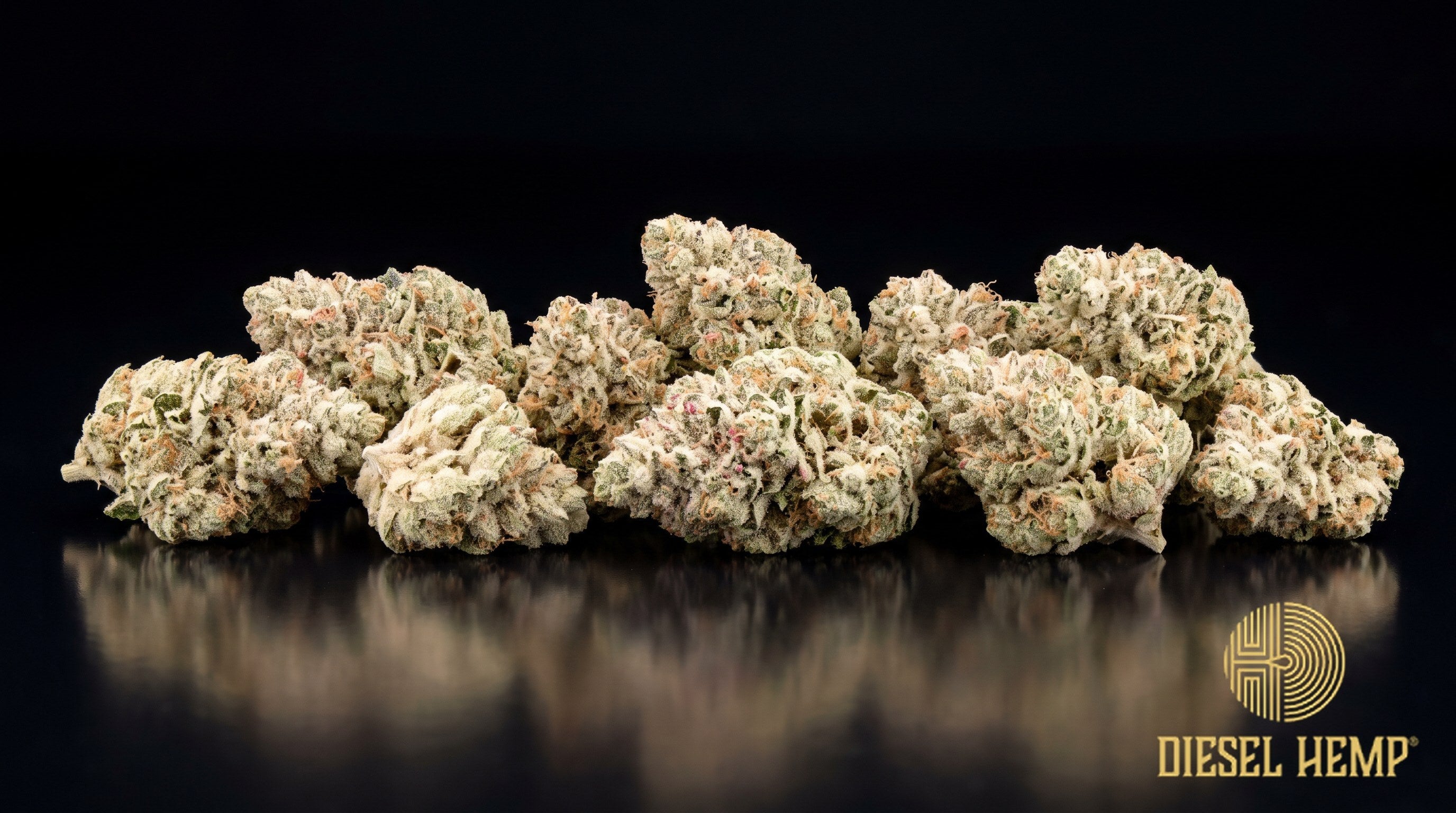 White Cherry Gelato strain cannabis buds in forest green with orange pistils and a heavy white trichome coat on a black background | Diesel Hemp
