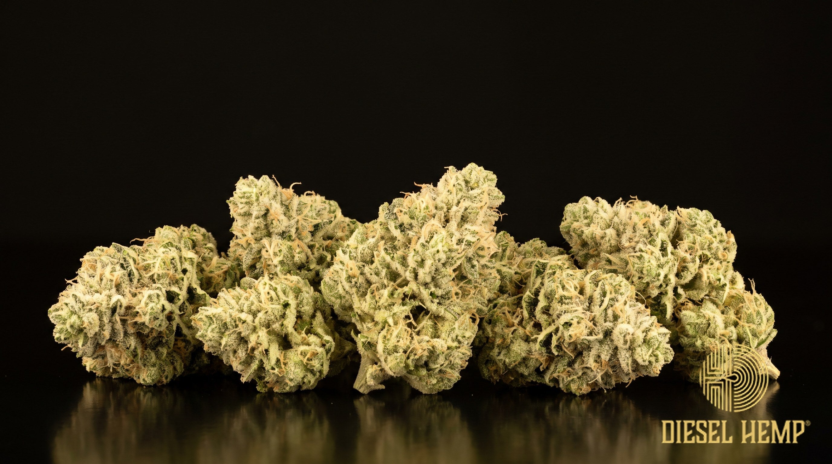 White Fire OG strain cannabis buds, dense and lime-green under a thick snow-white coat of trichomes with thin orange pistils on a black background | Diesel Hemp