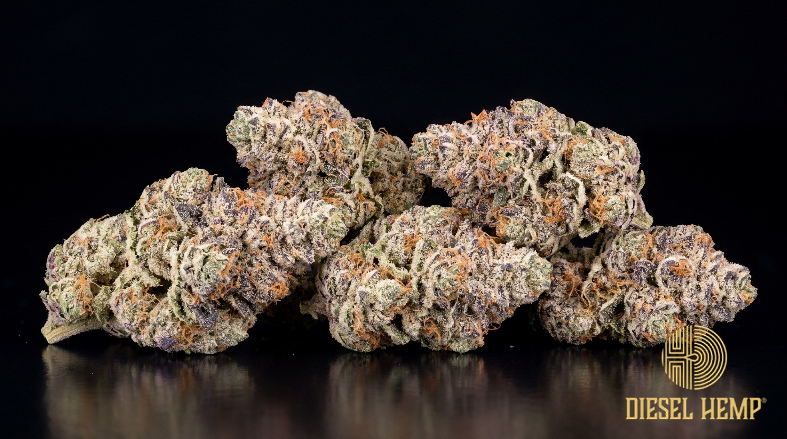 White Gushers strain cannabis buds in deep olive green with thin amber pistils and a heavy white trichome frost on a black background | Diesel Hemp