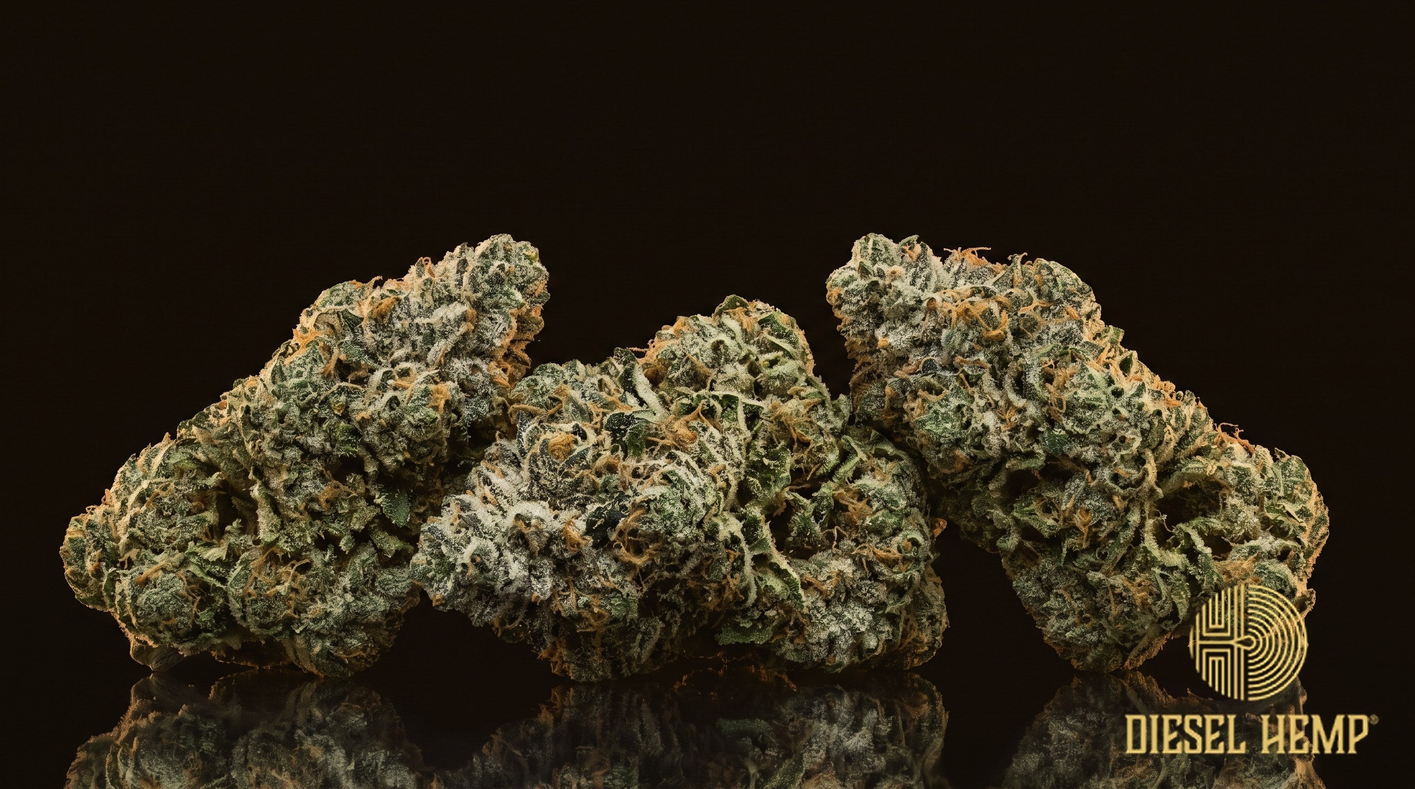 White Rhino strain cannabis buds, dense and rounded, minty green with thin orange pistils under a heavy white trichome frost on a black background | Diesel Hemp