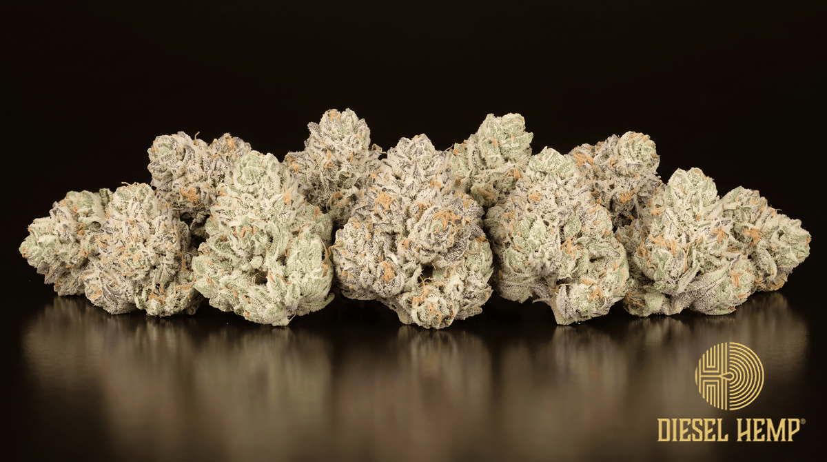 White Runtz strain - pale mint-green cannabis buds under a heavy sugar-white trichome coat with orange pistils on black - Diesel Hemp