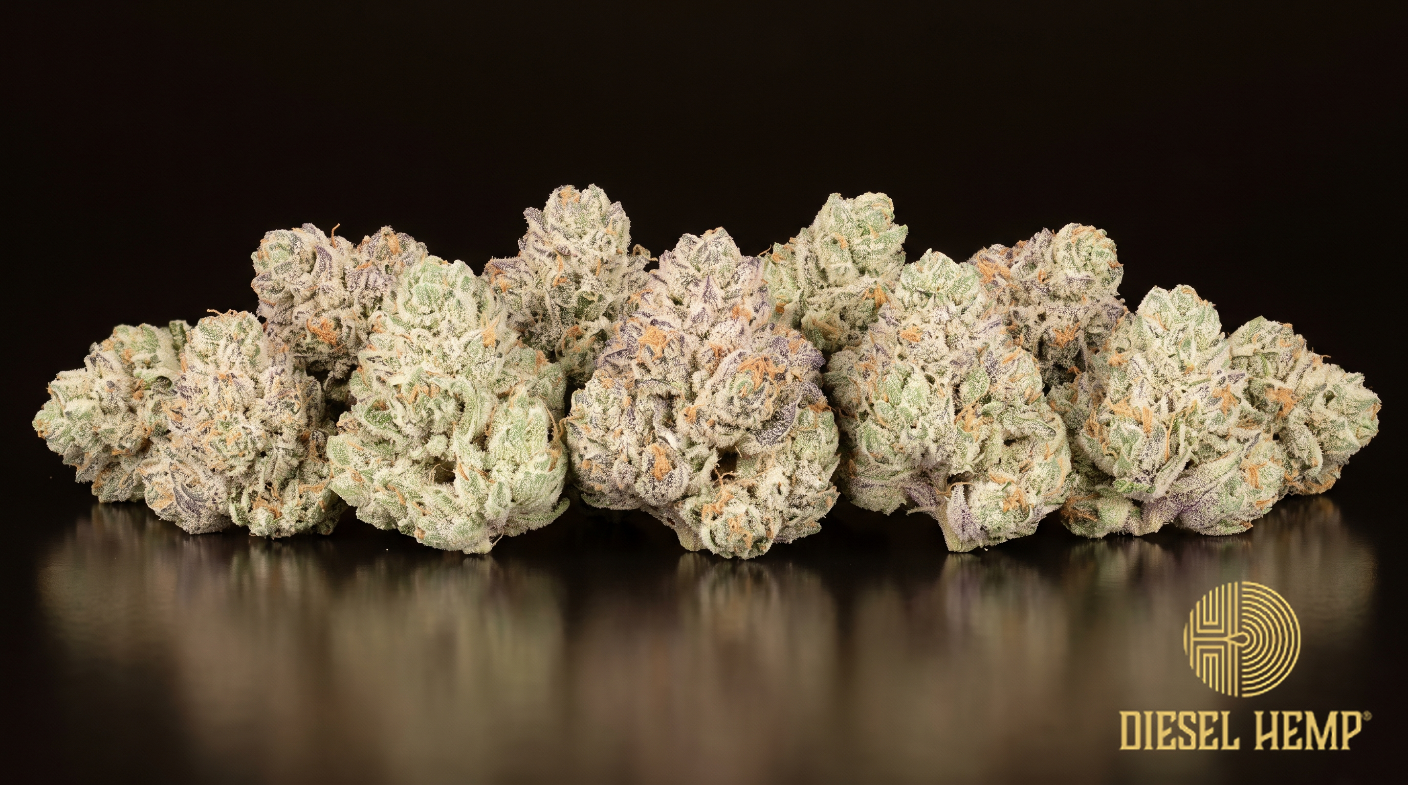 White Runtz strain - pale mint-green cannabis buds under a heavy sugar-white trichome coat with orange pistils on black - Diesel Hemp