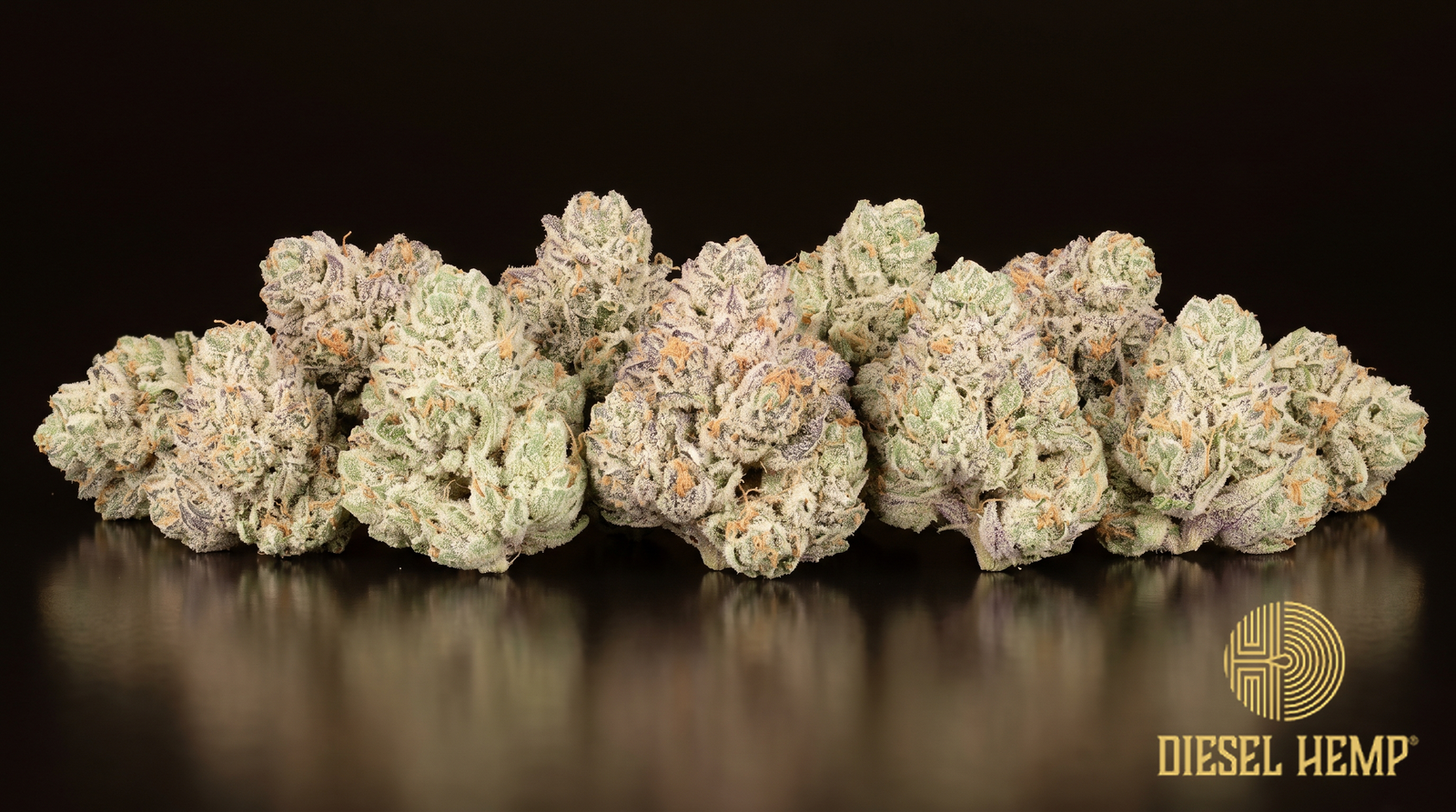 White Runtz strain - pale mint-green cannabis buds under a heavy sugar-white trichome coat with orange pistils on black - Diesel Hemp