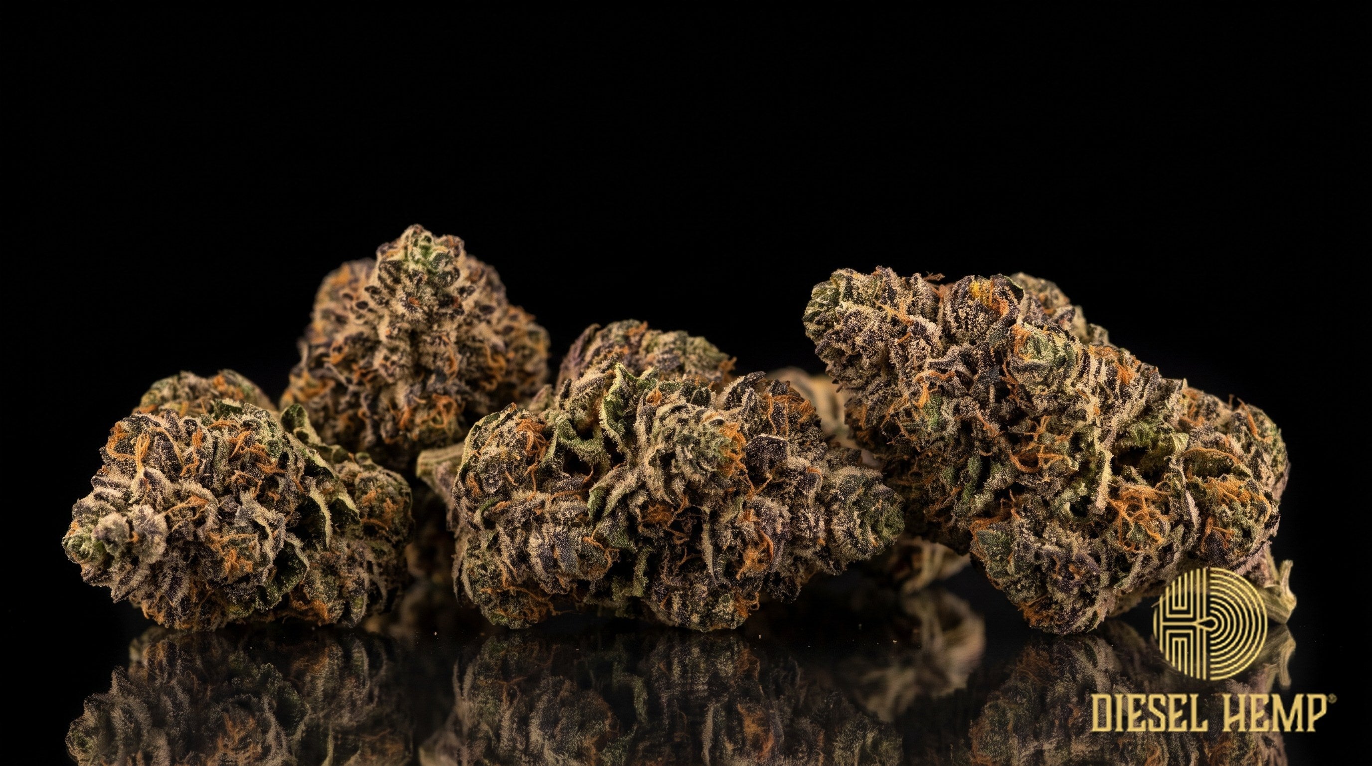 Zookies strain cannabis buds in olive green with dark purple undertones, thin orange pistils and a dense coat of white trichomes on a black background | Diesel Hemp