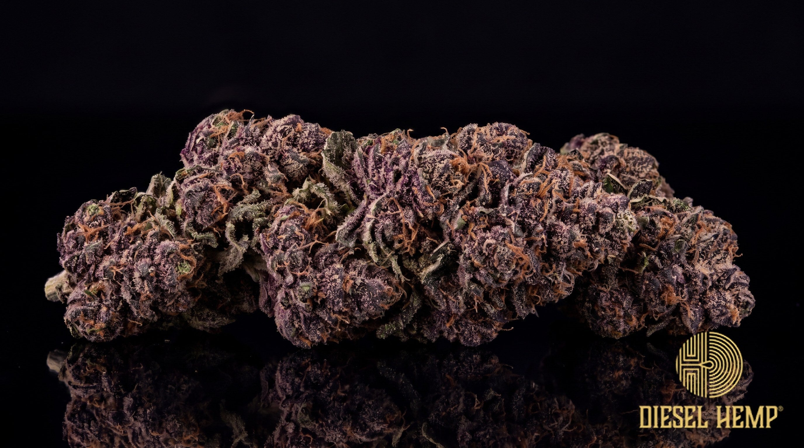 Zushi strain cannabis buds in deep forest green with blue and purple hues and heavy trichome frost on a black background | Diesel Hemp
