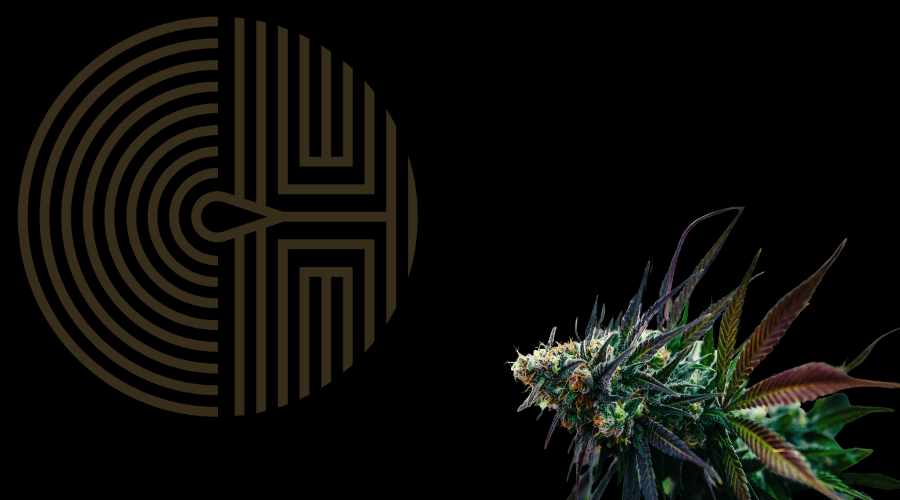CBD Flower