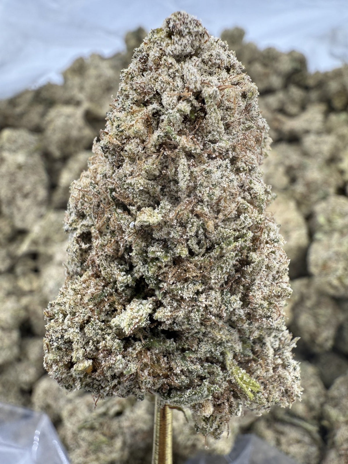 Gelonade Super Sativa EPN flower greenhouse wholesale pound