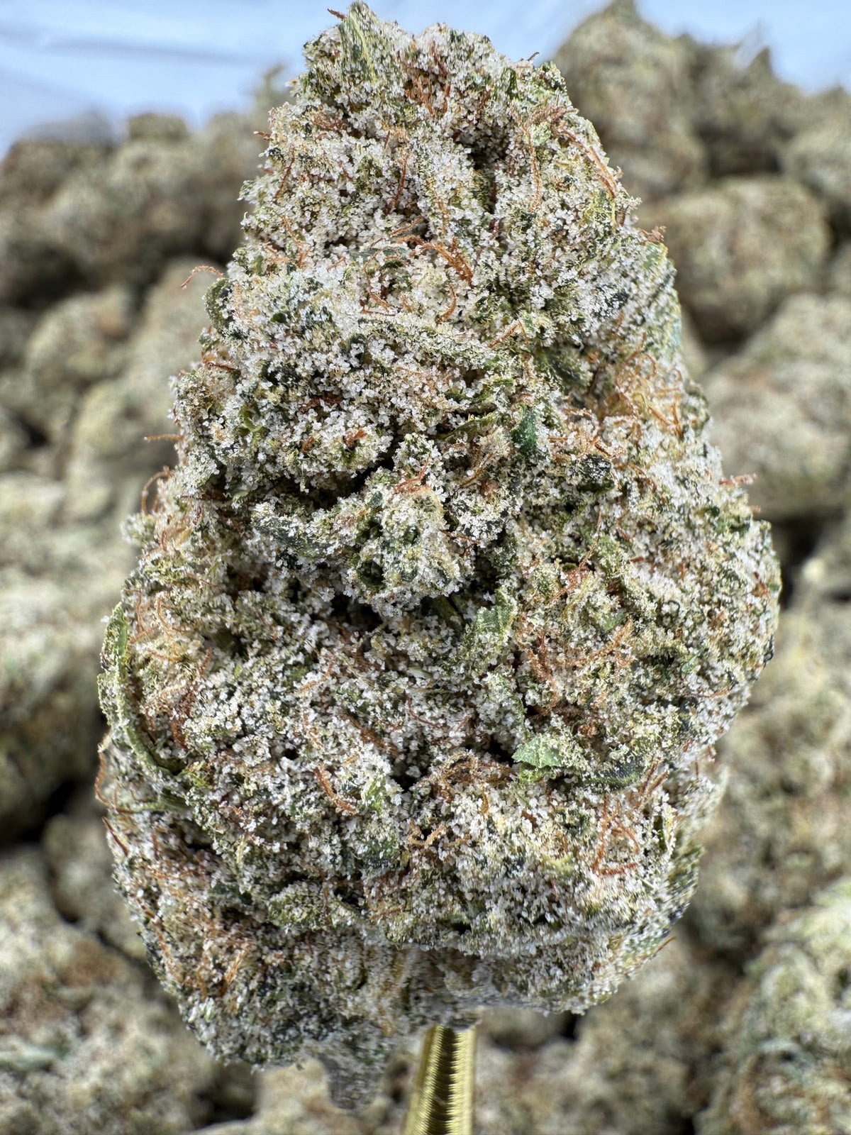 Pineapple Haze Super Sativa EPN flower greenhouse wholesale pound