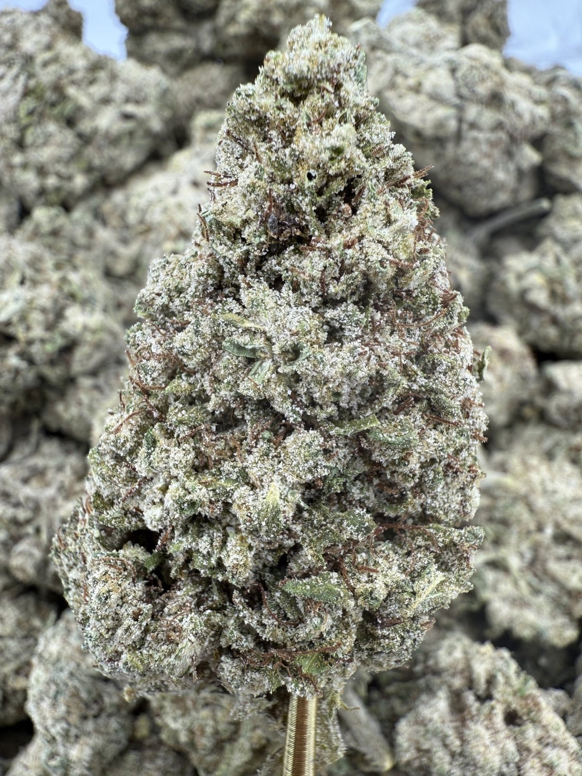 Durban Poison Super Sativa EPN flower greenhouse wholesale pound