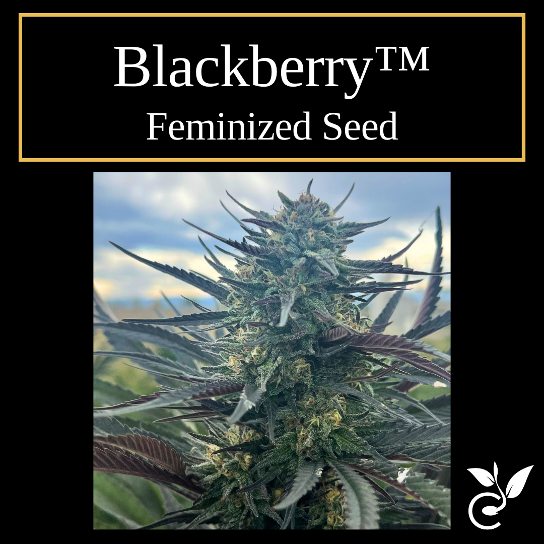 Blackberry feminized CBD seeds