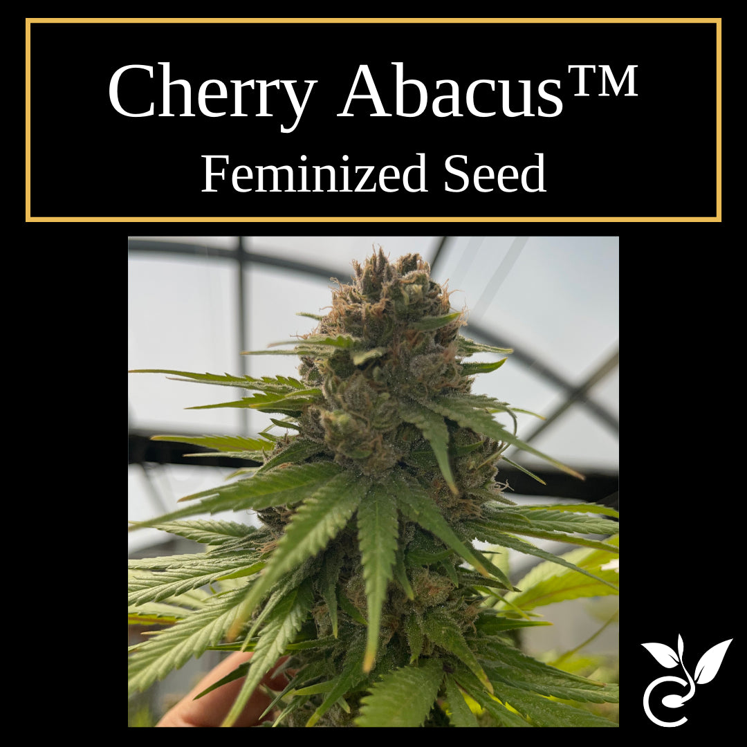 Cherry Abacus feminized CBD seeds