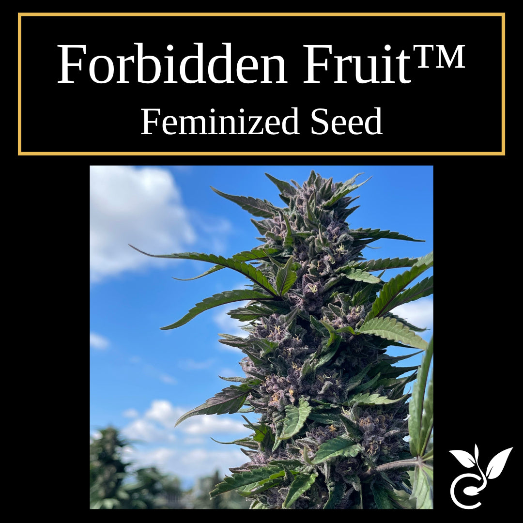 Forbidden Fruit feminized CBD seeds