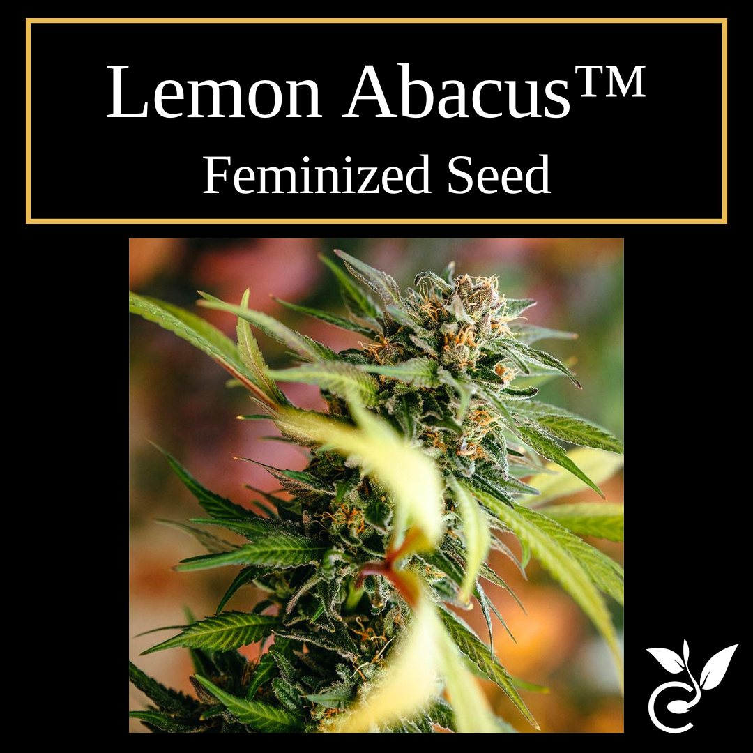Lemon Abacus feminized CBD seeds