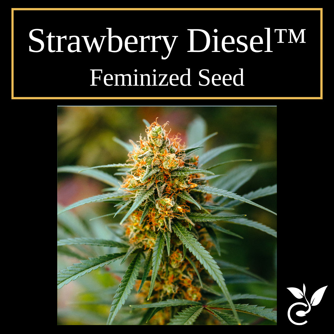 Strawberry Diesel feminized CBD seeds