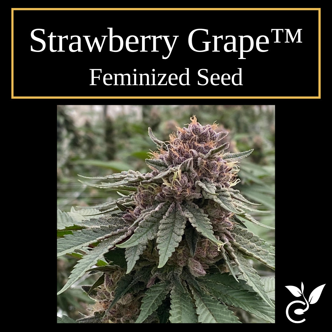 Strawberry Grape feminized CBD seeds
