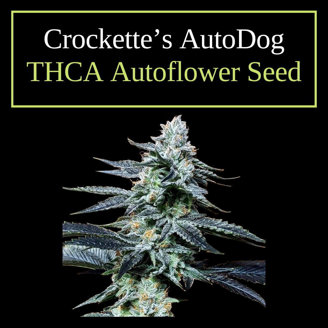 Crockett's Auto Dog THCA autoflower seeds