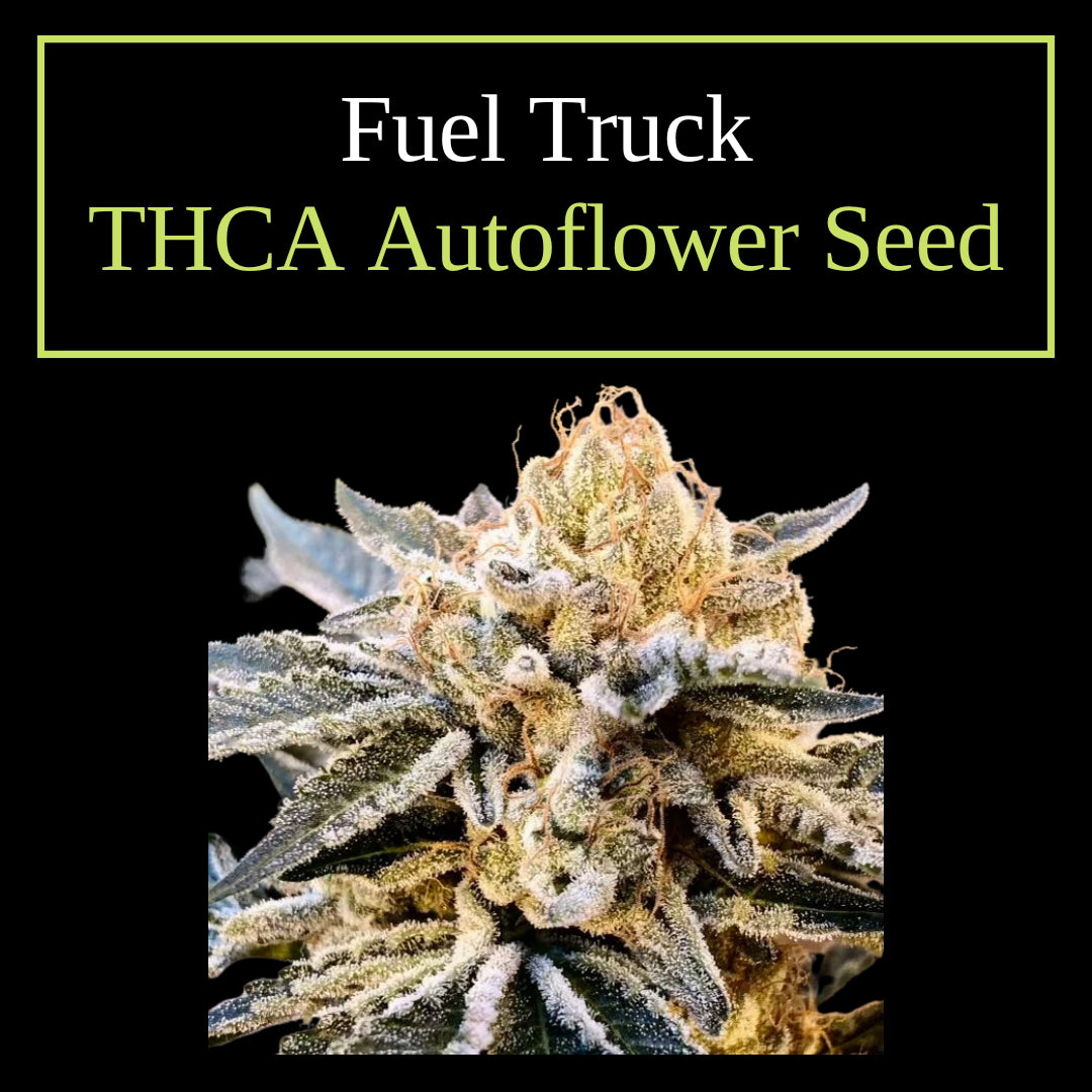 Fuel Truck THCA autoflower seeds