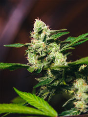 Spec Diesel Flower