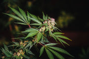 loveland_greenhosue_for_web53