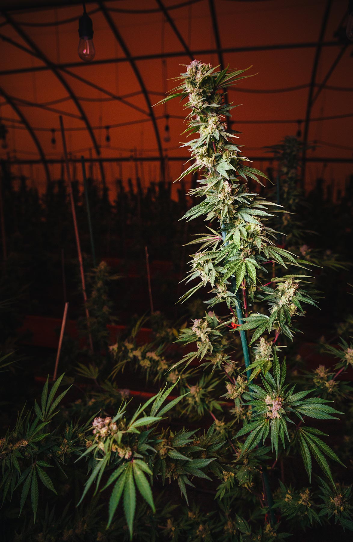loveland_greenhosue_for_web60