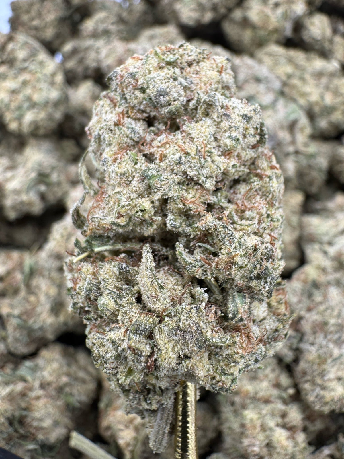 Mimosa THCP flower sungrown wholesale pound