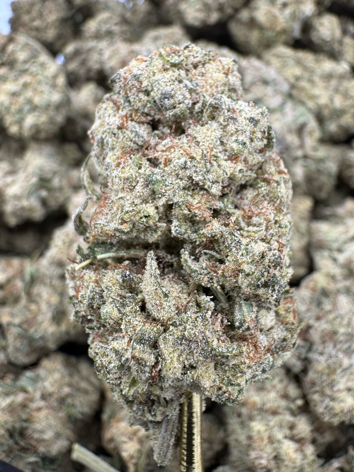 Mimosa THCP flower sungrown wholesale pound