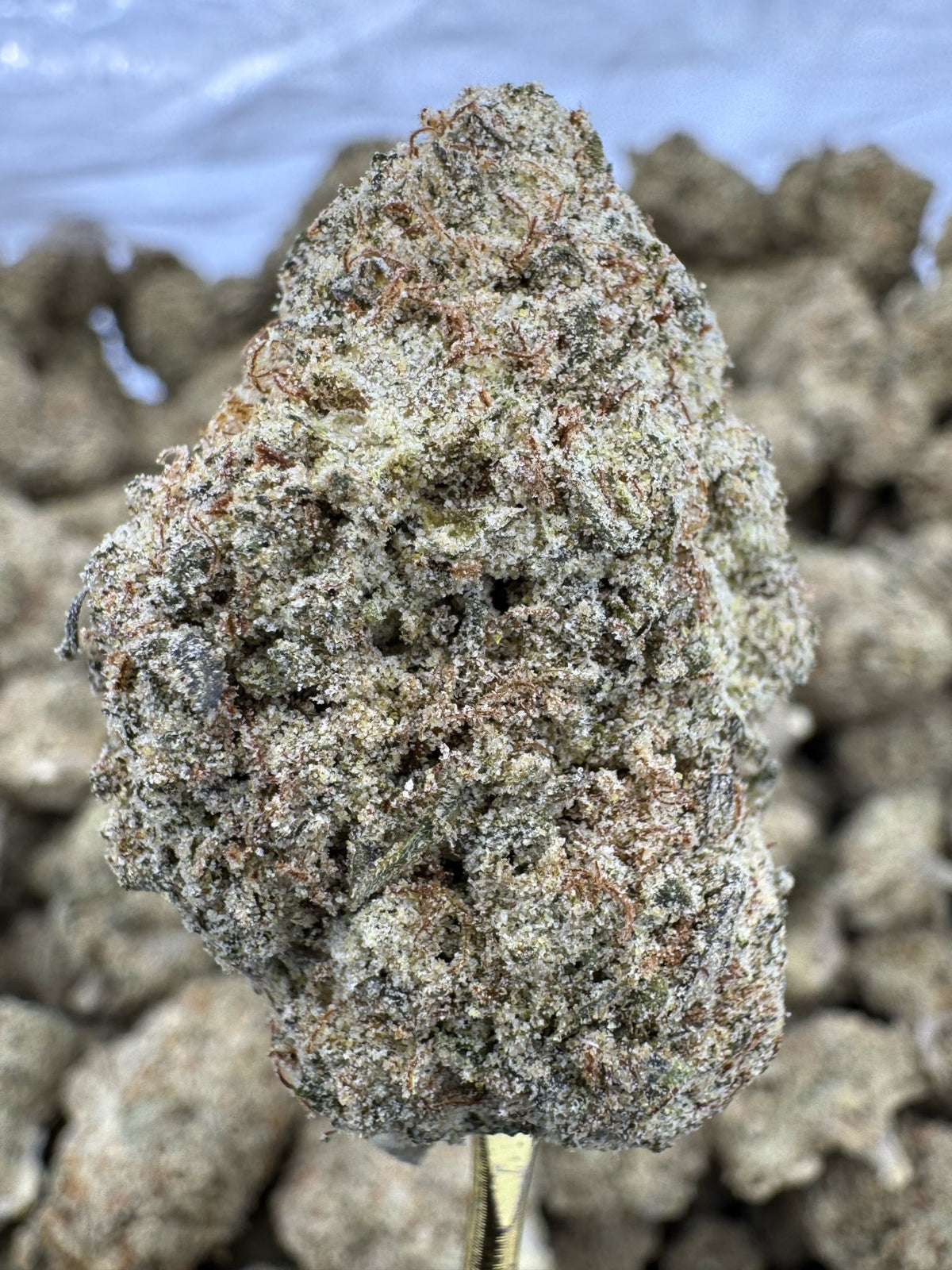 South Florida OG THCP flower greenhouse wholesale pound