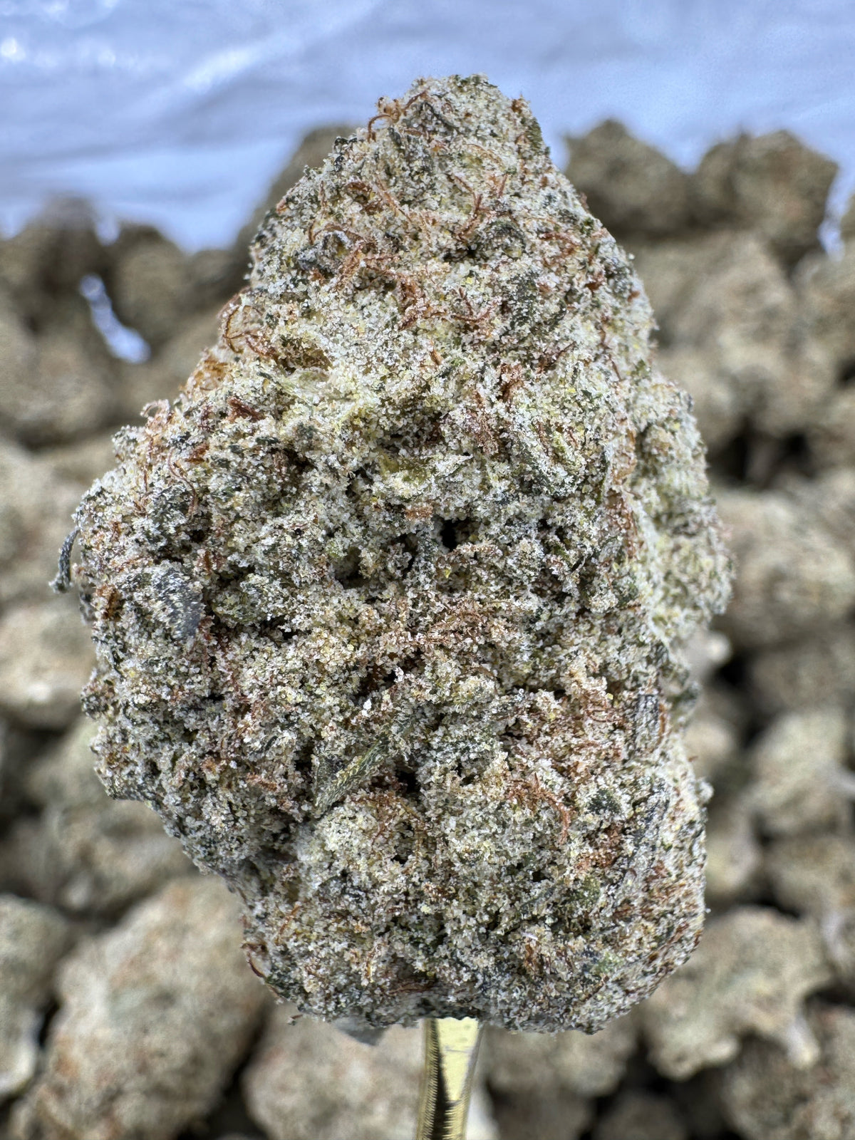 South Florida OG THCP flower greenhouse wholesale pound