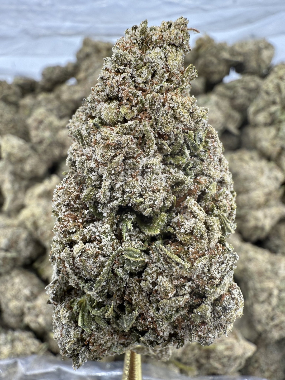 Strawberry Cough Super Sativa EPN flower greenhouse wholesale pound