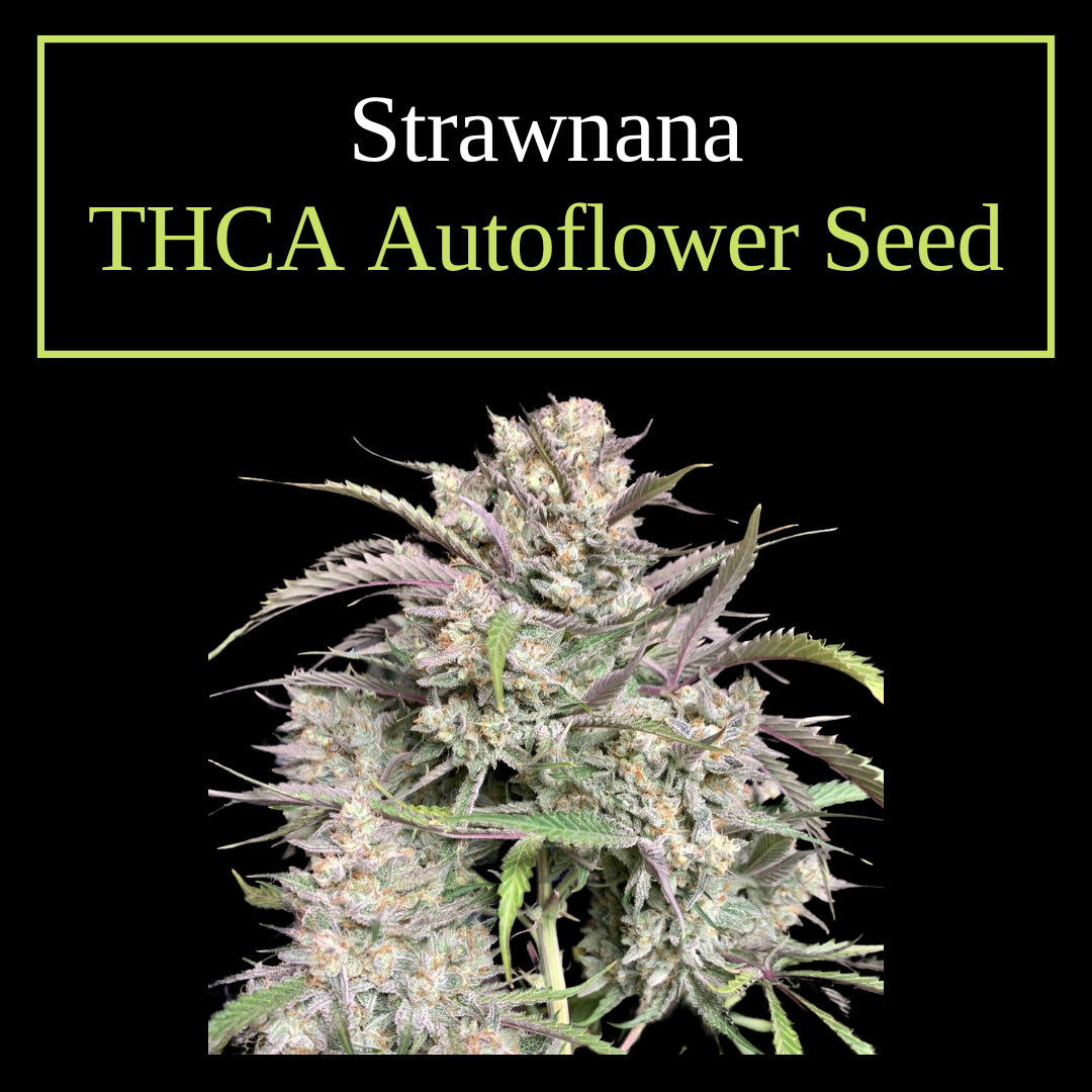 Strawnana THCA autoflower seeds