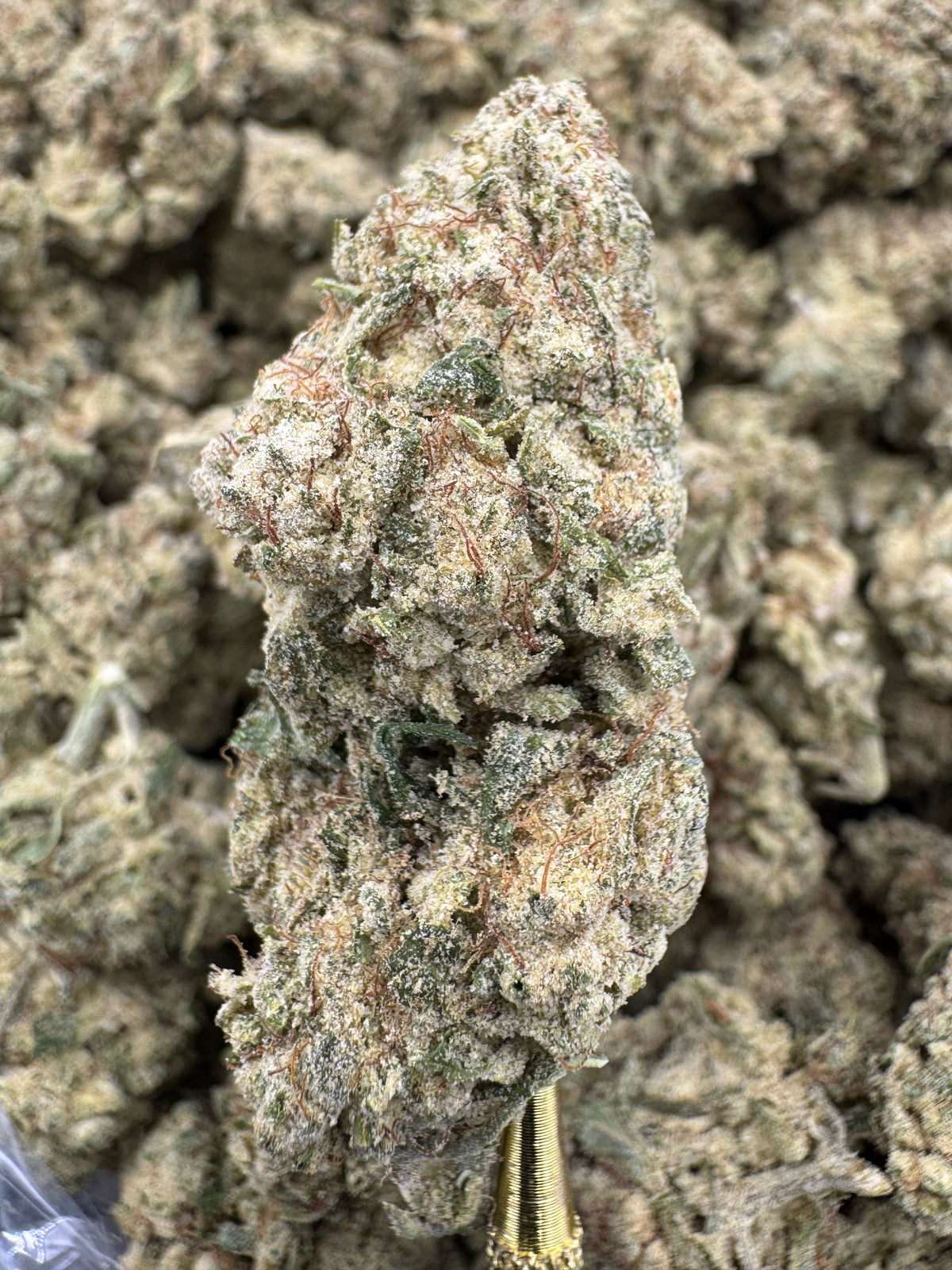 Super Lemon Haze THCP flower sungrown wholesale pound