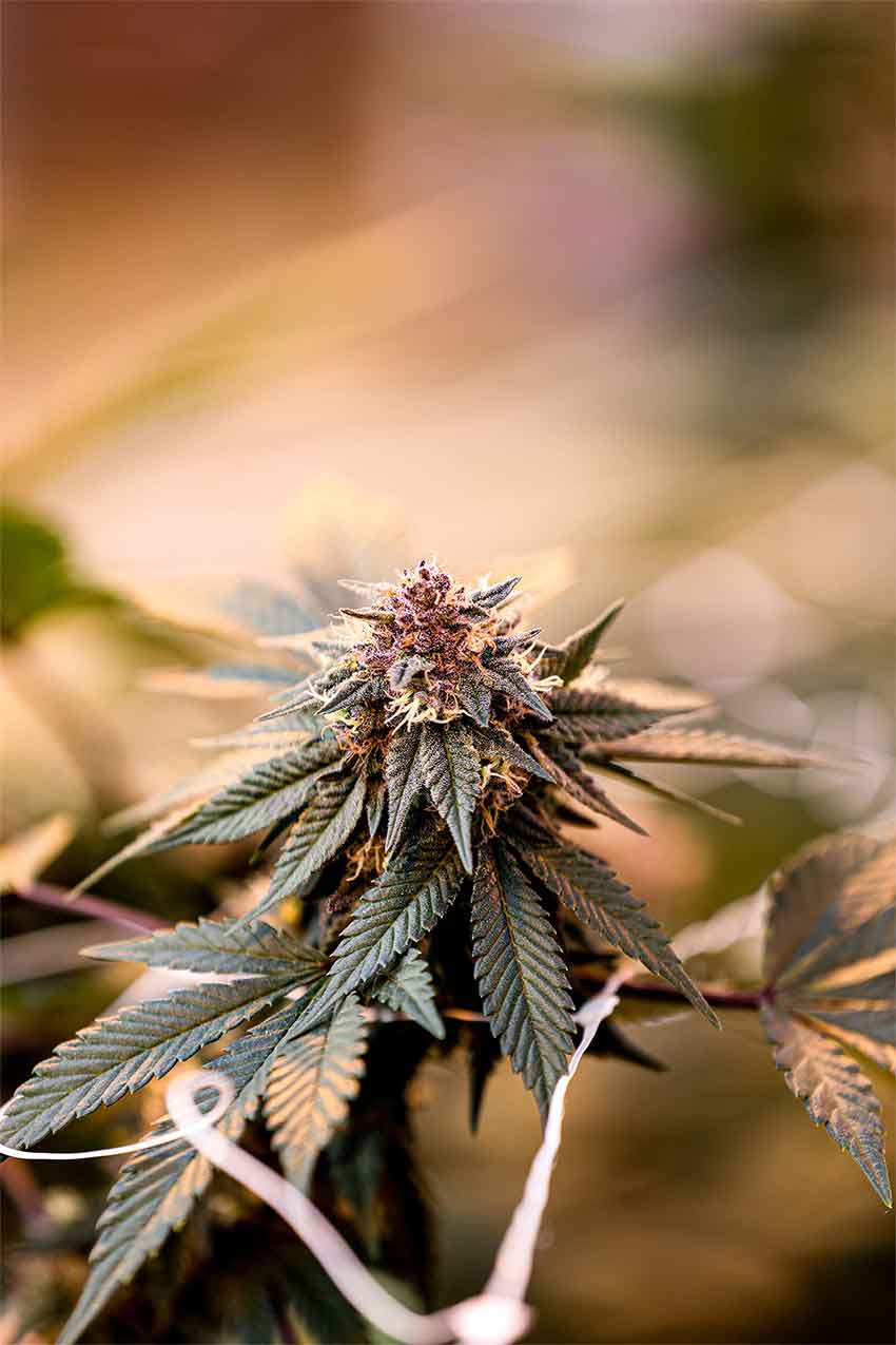 bright-leaf-850